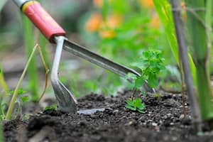 weed removal